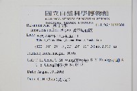 紫花鳳仙花藏品圖，第2張