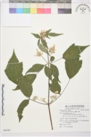 台灣牡丹藤、台灣草牡丹藏品圖，第2張