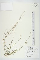 玉山筷子芥藏品圖，第1張