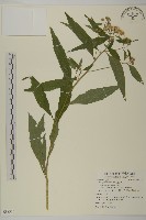 山白蘭藏品圖，第1張