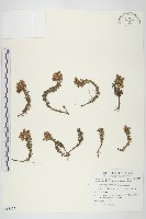 森氏佛甲草藏品圖，第1張