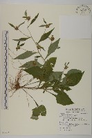 黃金珠藏品圖，第1張