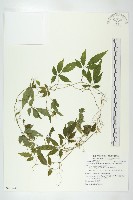 絞股藍藏品圖，第1張