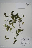 鷗蔓藏品圖，第1張