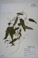 台灣鷗蔓藏品圖，第1張