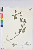 鐵莧菜藏品圖，第1張