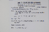 華九頭獅子草藏品圖，第2張