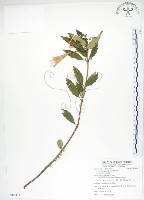 石吊蘭、吊石苣苔藏品圖，第1張