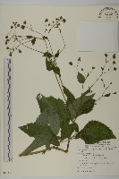 下田菊藏品圖，第1張