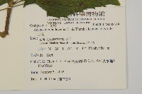 下田菊藏品圖，第2張