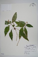 紫花鳳仙花藏品圖，第1張