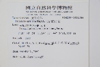 紫花鳳仙花藏品圖，第2張