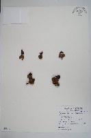 穗花蛇菰藏品圖，第1張