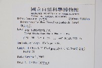 穗花蛇菰藏品圖，第2張