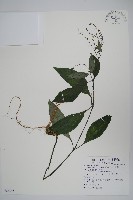 針刺草藏品圖，第1張