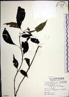 角桐草、台灣半蒴苣苔藏品圖，第1張