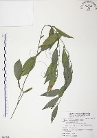 柚葉藤藏品圖，第1張