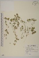 繁縷藏品圖，第1張