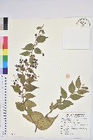 白珠樹藏品圖，第1張