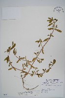 蓮子草藏品圖，第1張