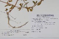 蓮子草藏品圖，第2張