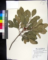 紅柴藏品圖，第1張