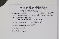 洋落葵、心葉落葵藏品圖，第2張