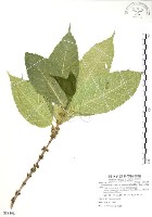 對葉榕藏品圖，第1張