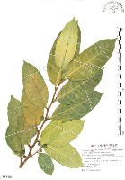 白肉榕藏品圖，第1張