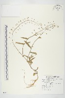 薺藏品圖，第4張