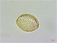 薺藏品圖，第1張