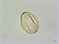 薺藏品圖，第2張