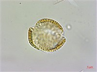 薺藏品圖，第3張