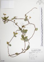 絡石藏品圖，第1張