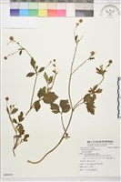 水辣菜、禺毛茛藏品圖，第1張