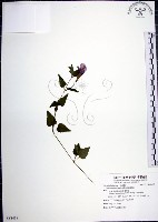 倒地蜈蚣藏品圖，第1張