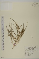 裸花鹼蓬藏品圖，第1張