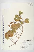 馬鞍藤藏品圖，第1張