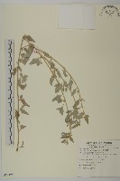 馬氏濱藜藏品圖，第1張