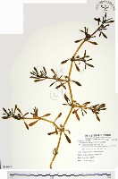 海馬齒藏品圖，第1張