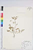 銳葉小還魂藏品圖，第1張