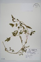 蓮子草藏品圖，第1張