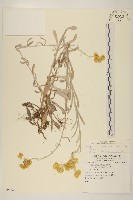 鼠麴草藏品圖，第1張