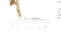 臺灣青木香藏品圖，第2張