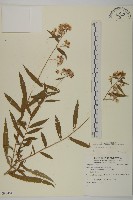 臺灣馬蘭藏品圖，第1張