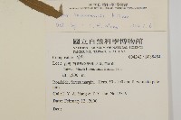 臺灣馬蘭藏品圖，第2張