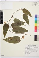 亨利氏鐵線蓮藏品圖，第1張