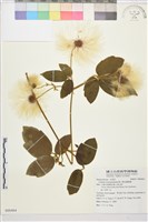 銹毛鐵線蓮藏品圖，第1張