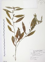 柚葉藤藏品圖，第1張