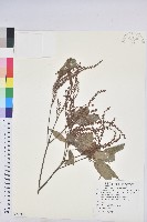 粗糠柴藏品圖，第1張